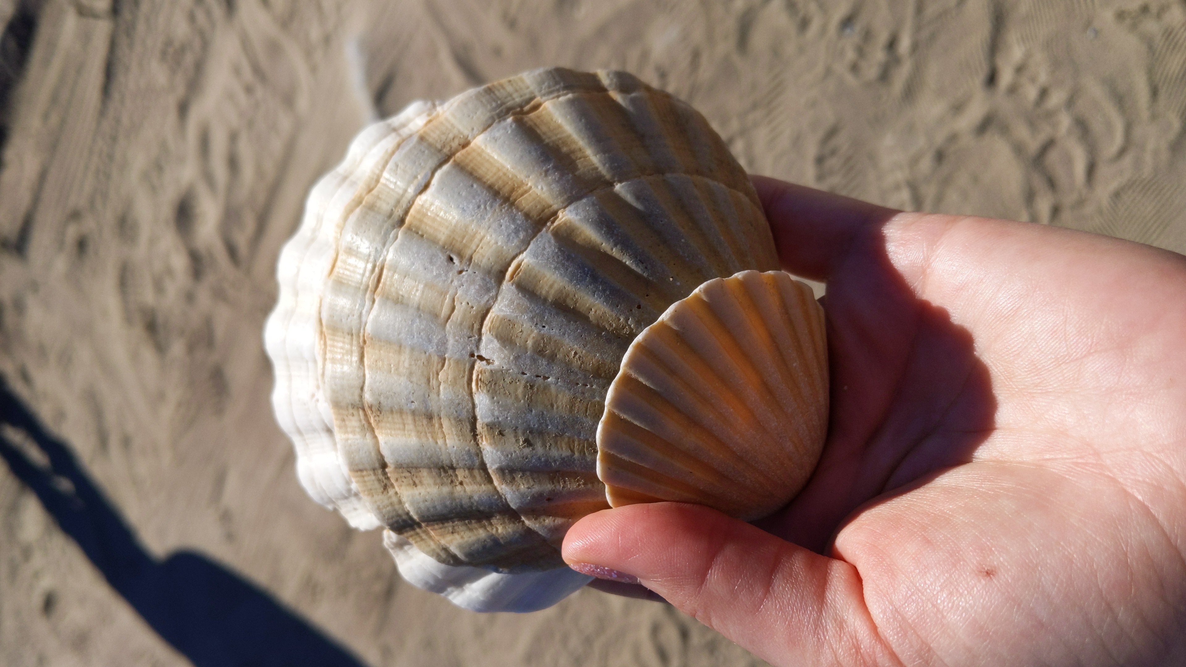What a shell!